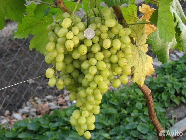 Саженцы винограда районированные