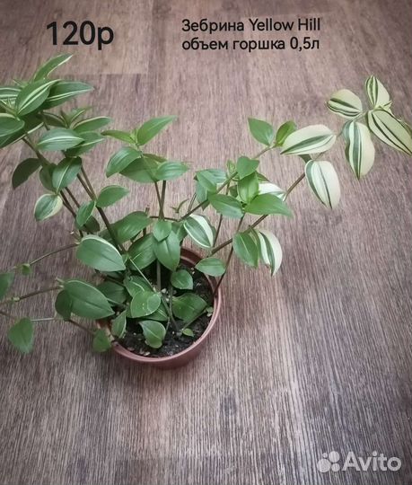 Традесканции