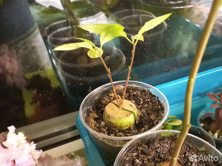 Авокадо растение