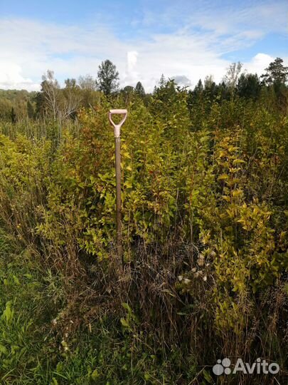 Продам пузыреплодник калинолистный