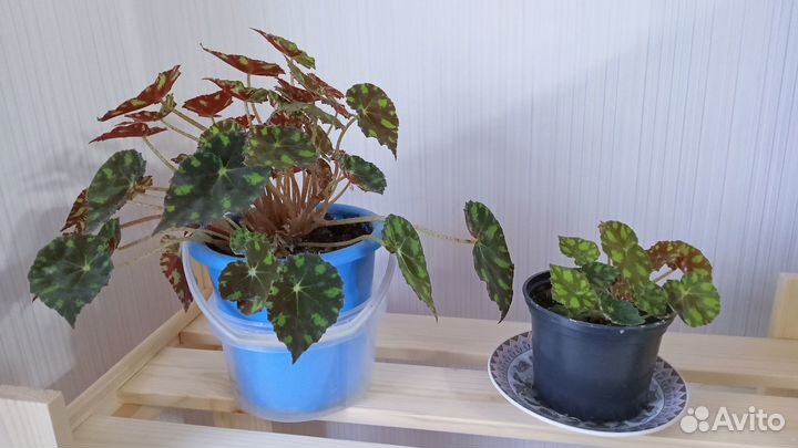 Рассада декоративной капусты