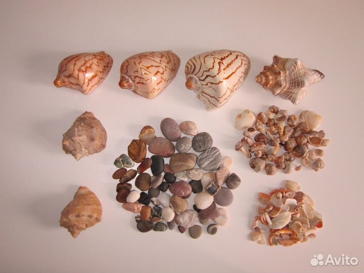 Морские ракушки и камешки