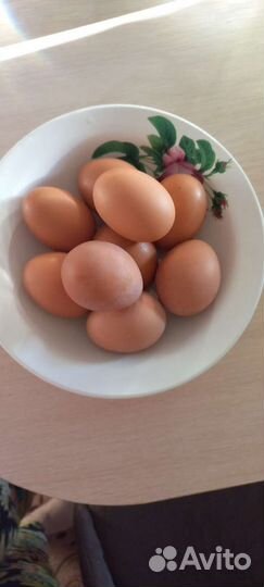 Домашние куриные яйца