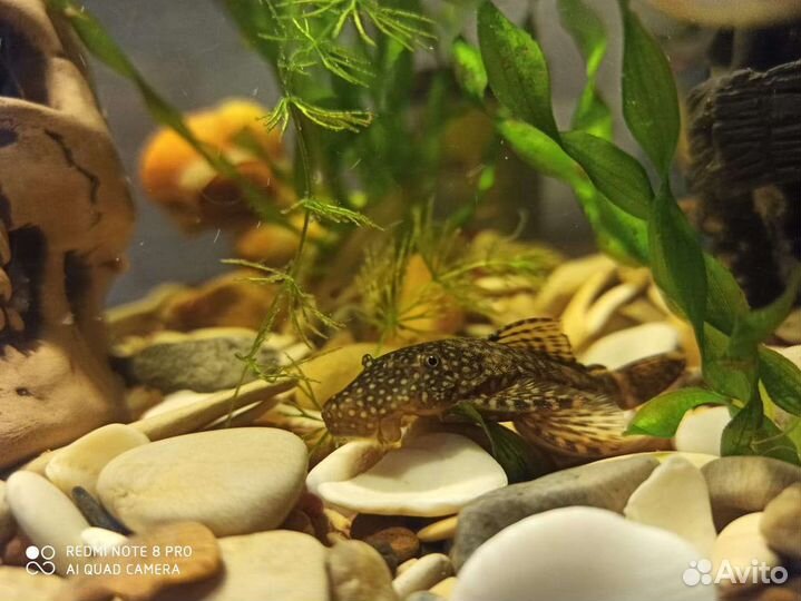 Сомики анциструсы