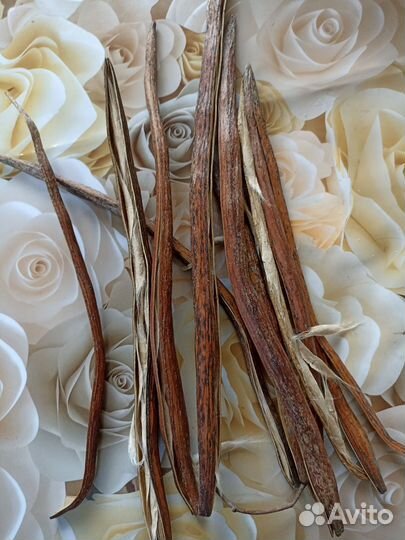 Семена катальпы