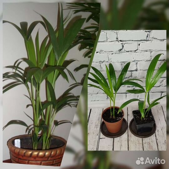 Хамедорея,Арека