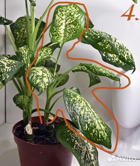 Диффенбахия комнатные цветы