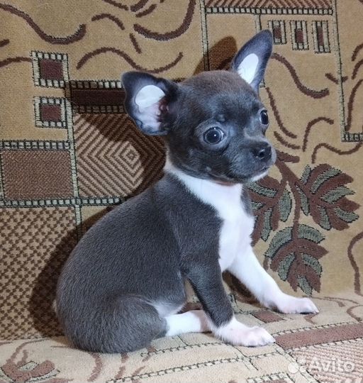 Щенки чихуахуа мини гладкошерстные