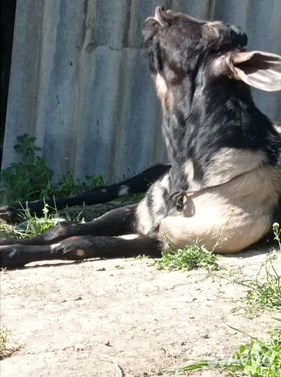 Нубийский козел