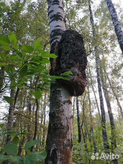 Сувель березовый