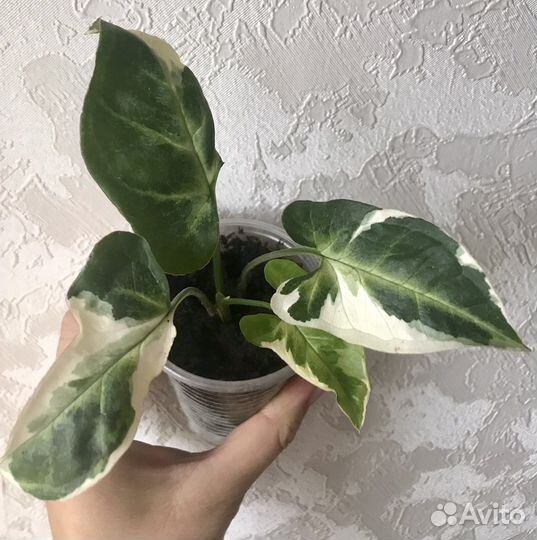 Сингониум #2