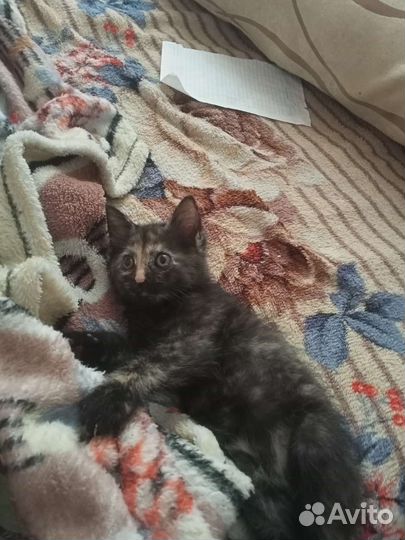 Кошка в дар бесплатно