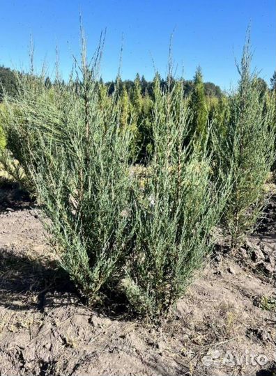 Можжевельник Блю Эрроу с гарантией приживаемости