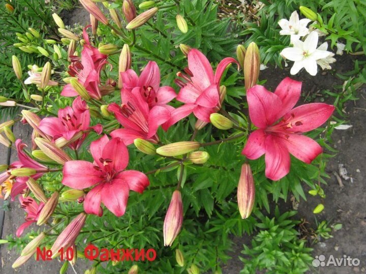 Лилии сортовые