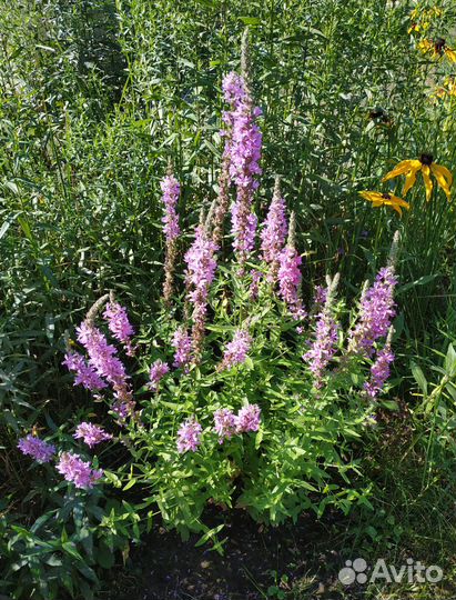 Семена растений (культурные, дикоросы)