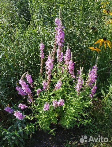 Семена растений (культурные, дикоросы)