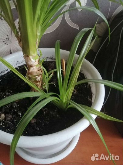 Пальма панданус