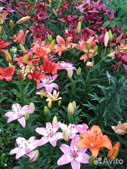 Лилии луковицы на посадку