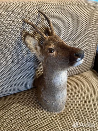 Чучело волка и косули