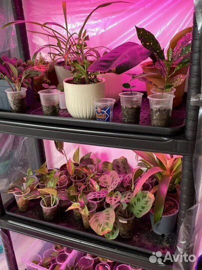 Комнатные растения / цветы