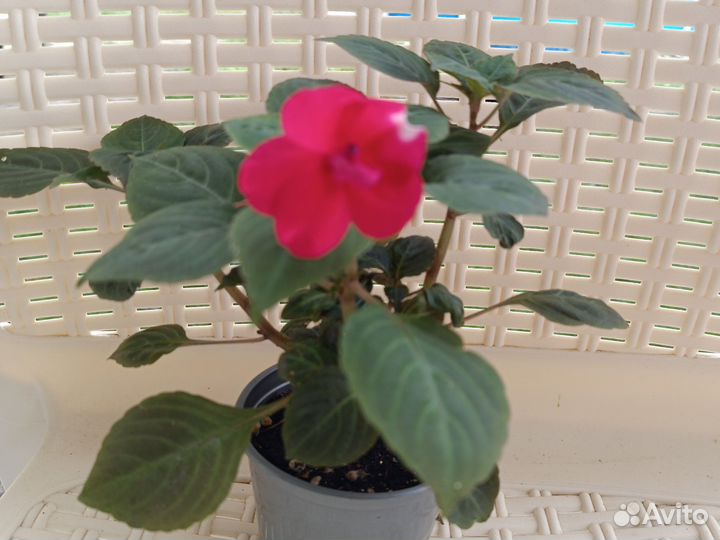 Бальзамины