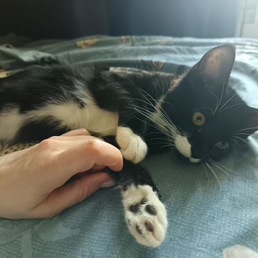 Йоркский шоколадный котёнок