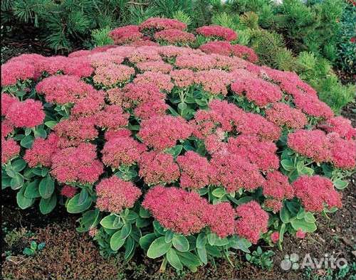 Очиток (седум)