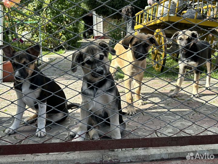 Дворовые собаки