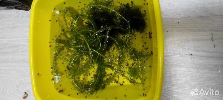 Отдаем бесплатно улитки и растения