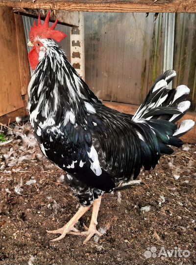 Петухи породные