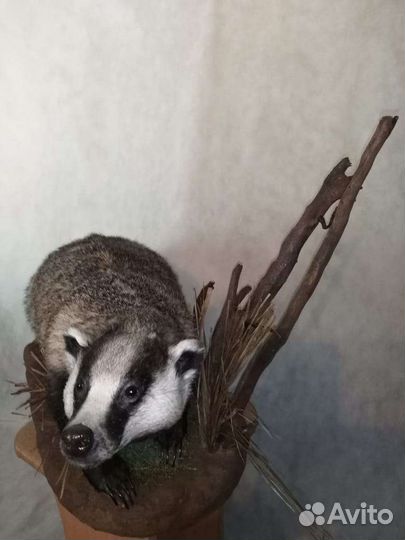 Чучело рыбы. Таксидермия охотничьих трофеев