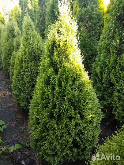 Туя Silver Smaragd