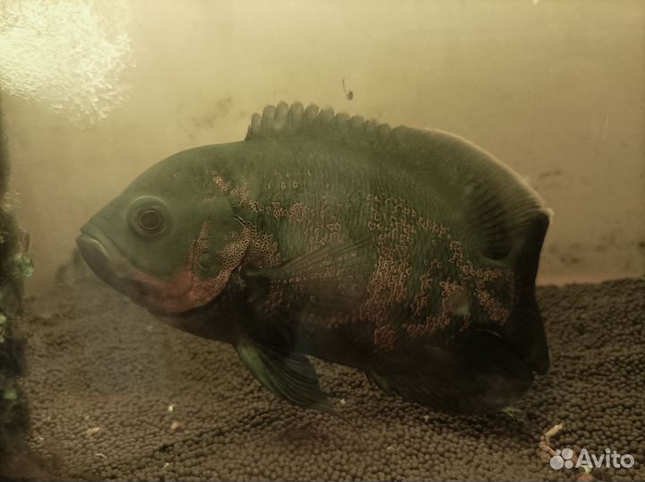 Астранотус