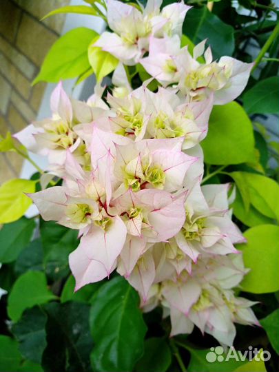 Бугенвиллия махровая белая