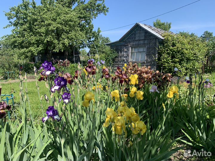 Ирис бородатый