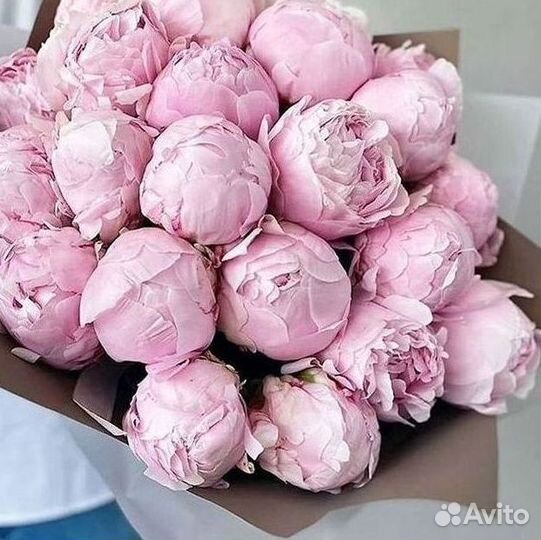 Пионы Букет пионов