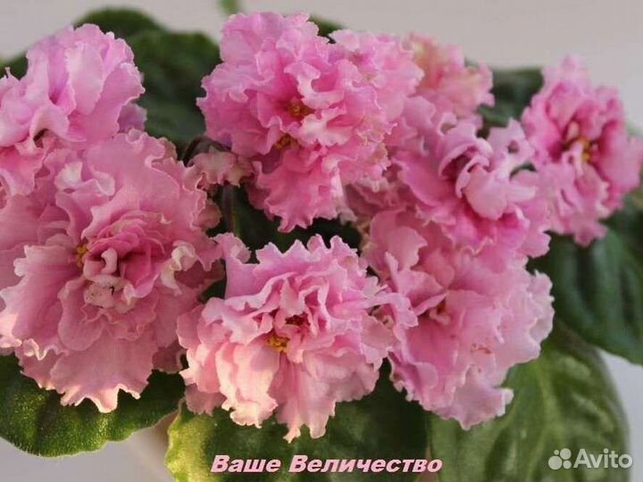 Фиалка. Листы, детки