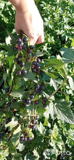 Саженцы чёрной,красной смородины, жимолости малина