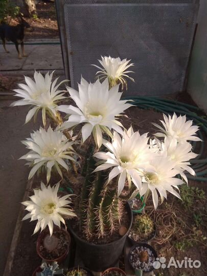 Кактус эхинопсис