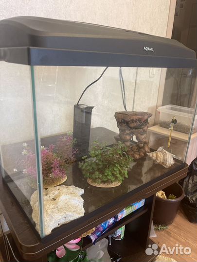 Аквариум Со всем содержимым что внутри