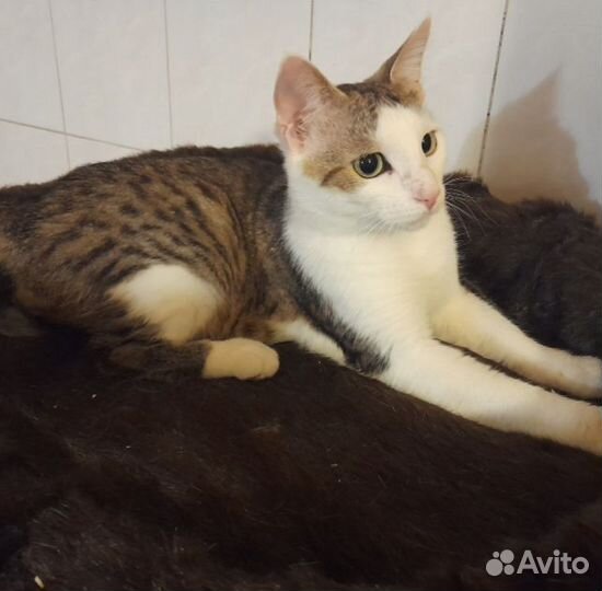 Ласковый котик в добрые руки