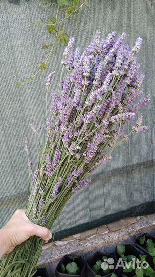 Лаванда саженцы