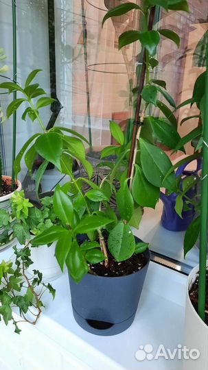 Денежное, Юкка, эсхинантус, манки