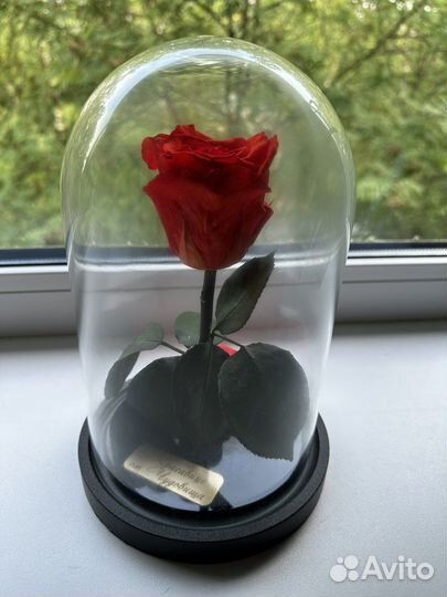 Живая роза в колбе