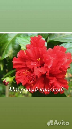 Гибискус махровый саженцы