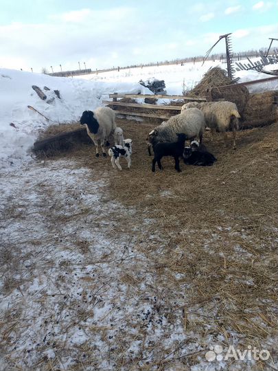 Продам Ягнят овец