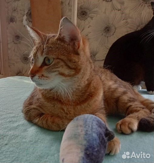 Отдам в добрые руки