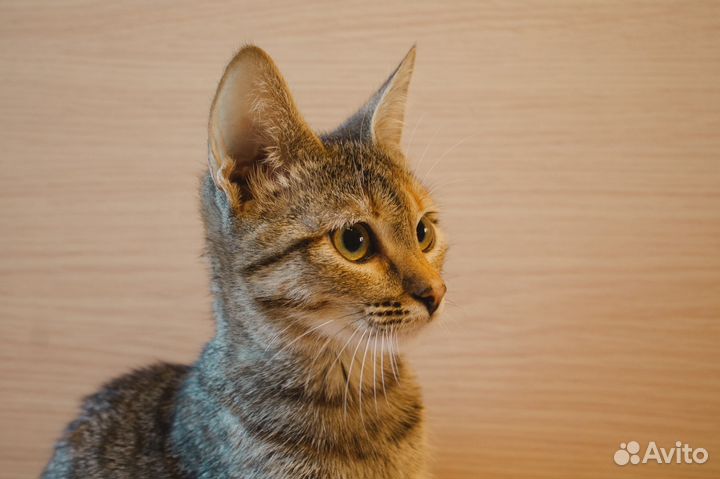 Кошечка Фиби, 1 год (из приюта)