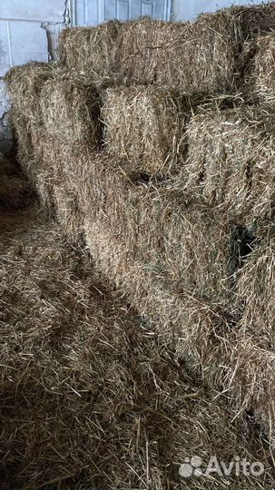 Солома овсяная опт и розница
