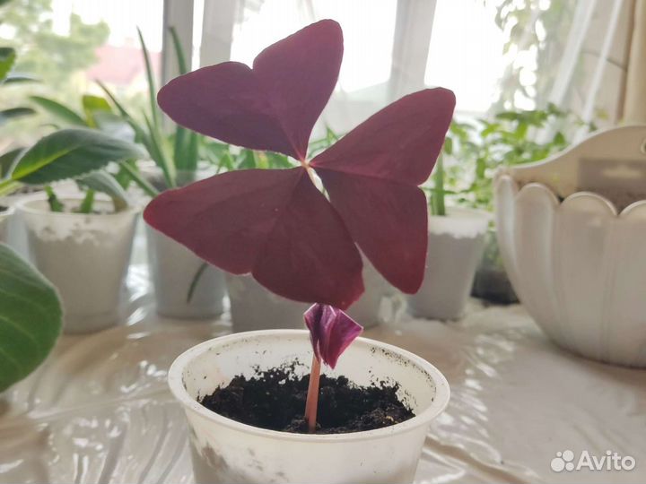 Продам цветы комнатные